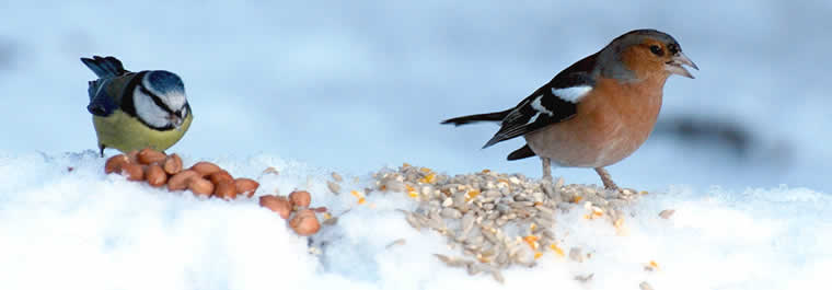 vogels voederen in de winter